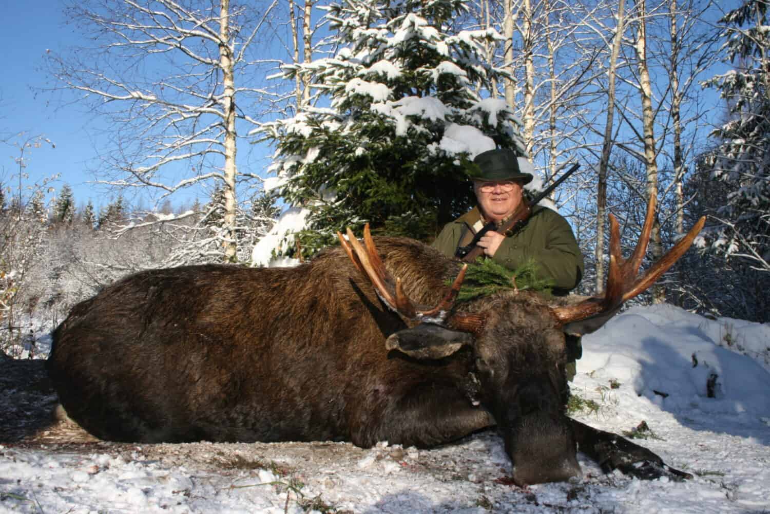 Large moose