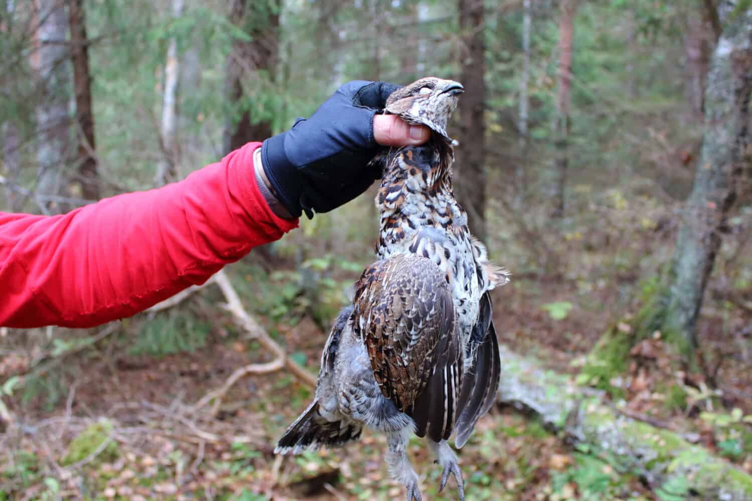 Hunter with woodcock