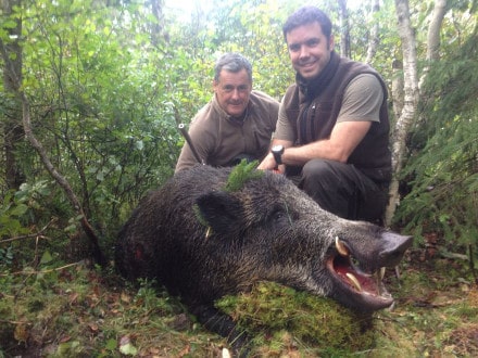 Wild boar driven hunt