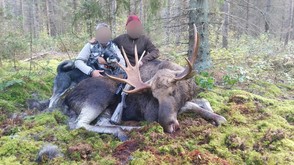 Moose hunting