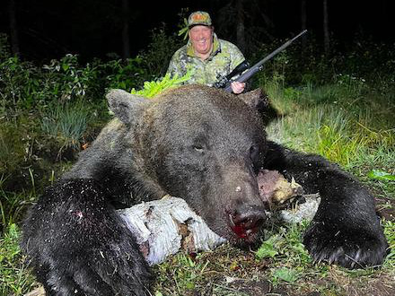 Brown bear in Estonian forest