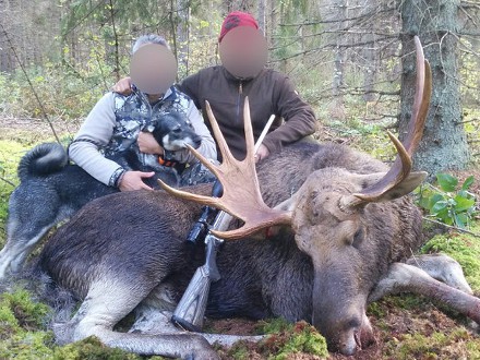 Moose Hunting