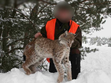 Lynx Hunting